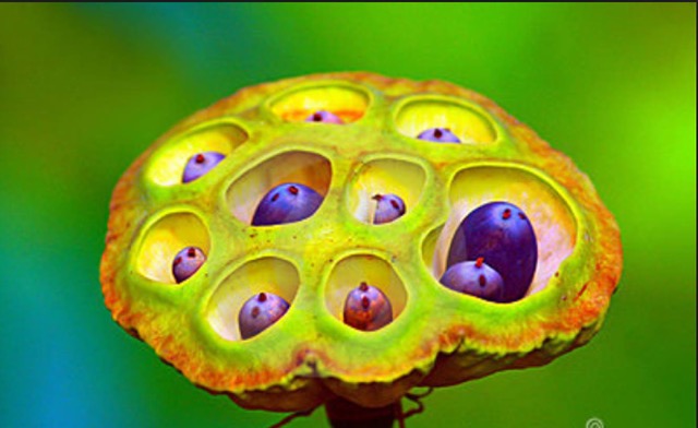 seeds-of-immortality-a-lotus-pod-with-ripe-seeds